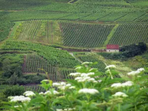 Jura Landschaften - Wiesenblumen vorne, Weinberge (Jura Weinberg) und Häuschen