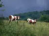 Jura Landschaften - Zwei Montbeliard Kühe in einer Wiese, Wiesenblumen, Bäume und gewittriger Himmel