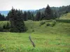 Jura Landschaften - Zaun einer Wiese und Tannen (Bäume); im Regionalen Naturpark des Haut-Jura