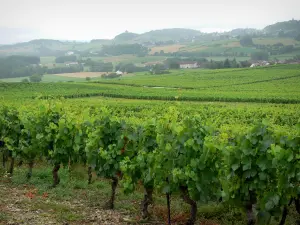 Jura Landschaften - Jura Weinberge, Häuser und Äcker