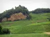 Jura Landschaften - Ortschaft Château-Chalon liegend auf ihrem Felsvorsprung und überragend den Jura Weinanbau