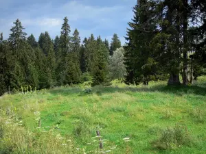 Jura Landschaften - Wiese und Tannen (Bäume), im Regionalen Naturpark des Haut-Jura