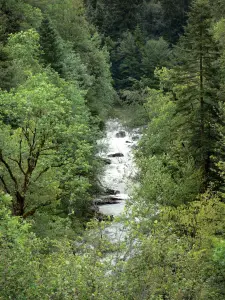 Jura Landschaften - Fluss gesäumt von Bäumen