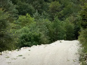 Jura Landschaften - Steiniger Weg gesäumt von Bäumen