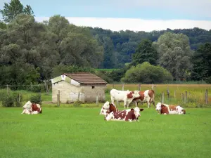 Jura Landschaften - Kuhherde auf einer Wiese, Hütte und Bäume