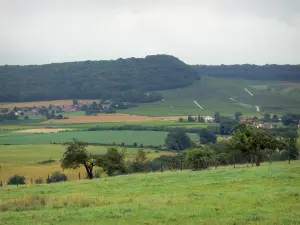 Jura Landschaften - Grünland, Äcker, Bäume, Häuser, Reben (Jura Weinanbau) und Wald im Hintergrund