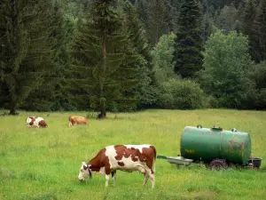 Jura Landschaften - Kühe in einer Wiese, Tränke, Zisterne, Bäume und Tannen