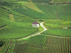 Jura vineyards - Vineyards hut, road and vineyards