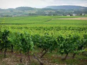 Jura vineyards - Vineyards, houses, trees and hills