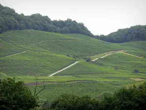 Jura vineyards - Vineyards and trees