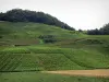 Jura Weinberge - Weinberge und Bäume