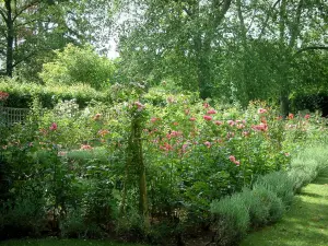 Kasteel van Ainay-le-Vieil - Tuin: oude rozen in de rozentuin