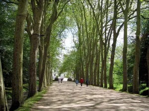 Kasteel van Chenonceau - Met bomen omzoomde laan die leidt naar het kasteel