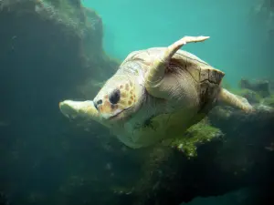 Kélonia, osservatorio delle tartarughe marine - Tartaruga nel grande bacino