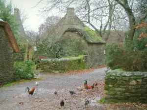 Kerhinet - Gasse des Dorfes mit Hühnern und Hähnen, Bäume und Häuser aus Stein und Strohdächern, im Regionalen Naturpark Brière