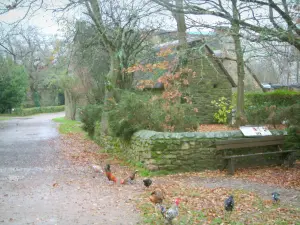 Kerhinet - Hühner, Hähne, Bäume und Häuser mit Strohdächern, im Regionalen Naturpark Brière