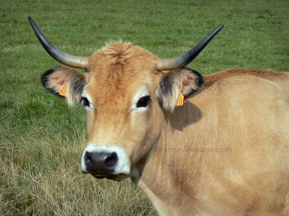 Bilder - Kühe - 5 Qualitätsbilder in hoher Auflösung