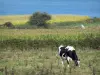 Kust van de Cotentin - Caps weg: Norman koe in een weiland, velden en de zee (Engels Kanaal), landschap van het schiereiland Cotentin