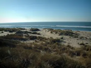 Küstengebiet der Charente-Maritime - Halbinsel Arvert: Düne bedeckt mit Dünengräsern mit Blick auf das Meer (Atlantik)