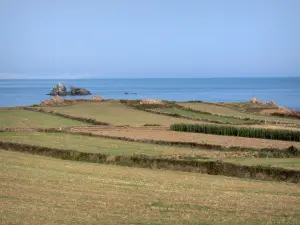 Küstengebiet Cotentin - Strasse der Kaps: Felder mit Blick auf das Meer (die Manche); Landschaft
der Halbinsel Cotentin
