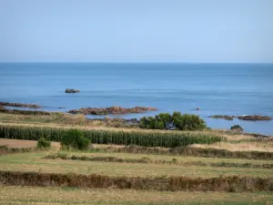 Küstengebiet Cotentin - Strasse der Kaps: Felder am Rande des Meers (die Manche); Landschaft
der Halbinsel Cotentin