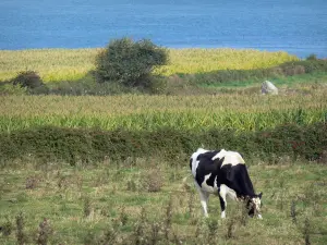 Küstengebiet Cotentin - Strasse der Kaps: Normannische Kuh in einer Wiese, Felder und Meer
(die Manche); Landschaft der Halbinsel Cotentin