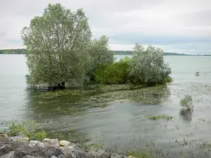 Lac du Der-Chantecoq - Lac du Der, et arbres dans l'eau