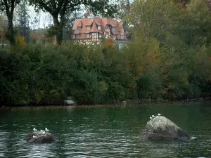 Lac Léman - Lac, mouettes sur des rochers et demeure entourée d'arbres