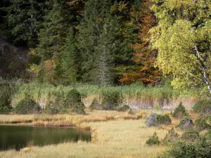 Lac Luitel - Réserve naturelle du lac Luitel : plan d'eau, tourbière, arbustes et arbres ; dans le massif de Belledonne, sur la commune de Séchilienne