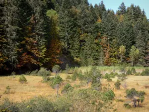 Lac Luitel - Réserve naturelle du lac Luitel : tourbière, arbustes et arbres aux abords du plan d'eau ; dans le massif de Belledonne, sur la commune de Séchilienne