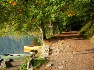 Lac Pavin - Sentier ombragé d'arbres au bord du lac et barques ; dans le Parc Naturel Régional des Volcans d'Auvergne, dans le massif du Sancy (monts Dore)