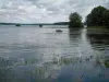 Lacs de la forêt d'Orient - Lac d'Orient avec des plantes aquatiques, arbres et forêt en arrière-plan, nuages dans le ciel (Parc Naturel Régional de la Forêt d'Orient)