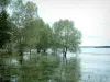 Lacs de la forêt d'Orient - Plantes aquatiques et arbres dans les eaux de la réserve ornithologique du lac d'Orient (Parc Naturel Régional de la Forêt d'Orient)