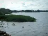 Lacs de la forêt d'Orient - Lac Amance avec des roseaux et des arbres (Parc Naturel Régional de la Forêt d'Orient)