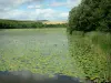 Lago de Bairon - Parque natural del estanque viejo y bancos boscosos