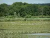 Lago de Bairon - Parque natural: los lirios del estanque viejo, cañas y árboles a lo largo del agua