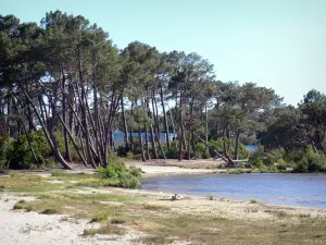 Lago de Lacanau - Pino orilla Plantado