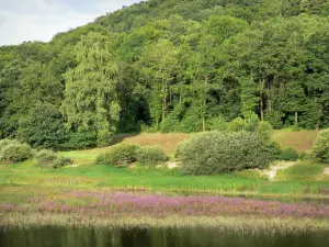 Lago de Pannecière - Lago artificial (lago-embalse-Pannecière Fairlead), la flora acuática y la costa con los árboles, en el Parque Natural Regional de Morvan