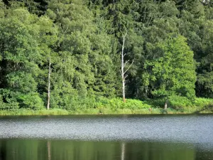 Lago di Saint-Agnan - Lago artificiale e la costa boscosa, nel Parco Naturale Regionale Morvan