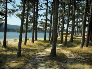 Lago de Saint-Ferréol - Pino (árboles), cabaña de madera y un estanque