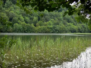 Lago de Val - Reed, un estanque y los árboles
