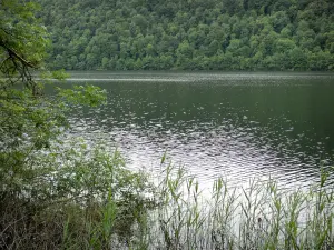 Lago de Val - Reed, un estanque y los árboles