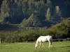 Lago del Val-Joly - Cavallo bianco in un prato, alberi e ritenzione idrica nel Parco Naturale Regionale del Avesnois