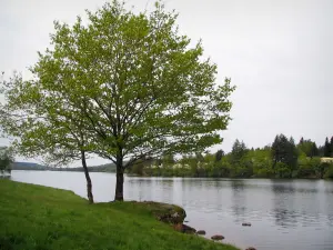 Lago de Vassivière - Banco, los árboles y el lago artificial