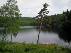 Lago de Vassivière - Lago artificial, línea de costa, los árboles y los bosques