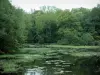 Lagos del bosque de Orient - Santuario de aves en el este de Lago con plantas acuáticas y árboles (Parc Naturel Régional de la Forêt d'Orient)