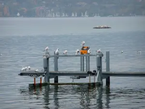 Lake Geneva - Gulls on a pontoon and a lake