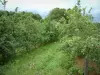 Land van Othe - Apple (fruitbomen) in een boomgaard met appels