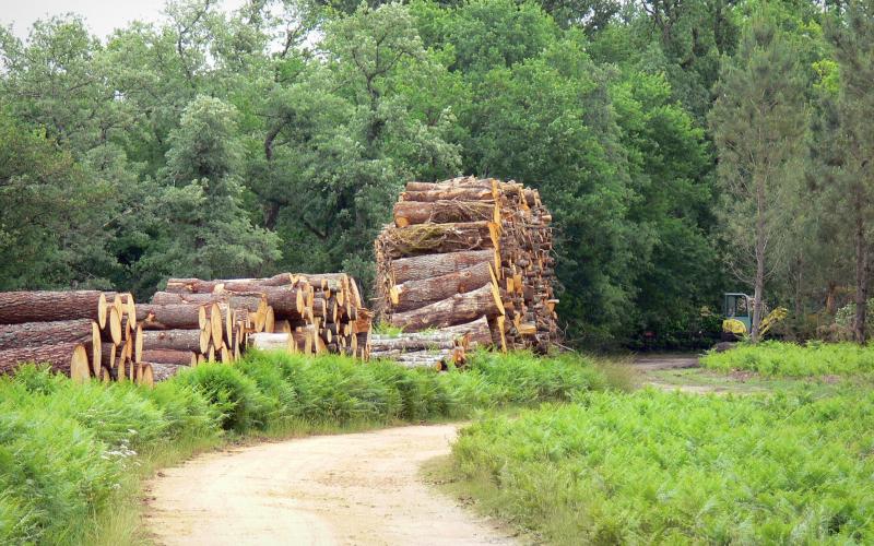 Parc Naturel Régional des Landes de Gascogne 22 images de qualité en haute définition Parc Naturel Régional des Landes de Gascogne 22 images de qualité en haute définition