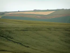 Landesinnere des Pas-de-Calais - Felder